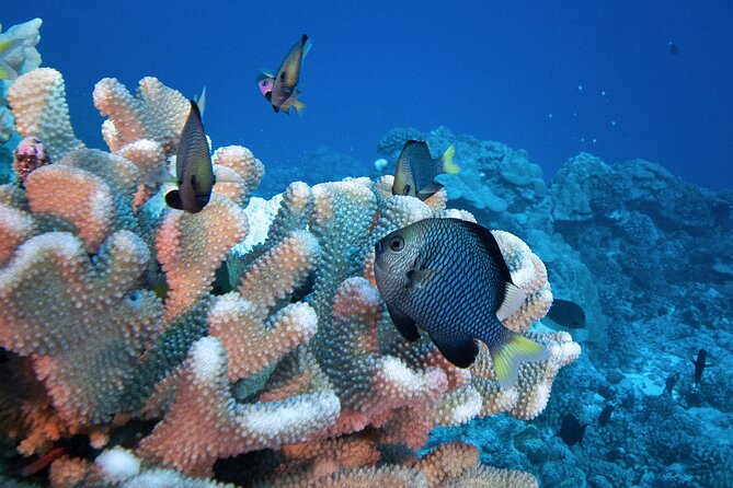 Romantic Dive for beginners in Bora Bora (2 people) with Video - The Cameraman + Video: Why This Souvenir Matters