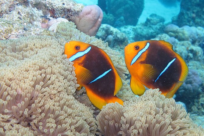 Romantic Dive for beginners in Bora Bora (2 people) with Video - Weather, Flights, and Realistic Timing