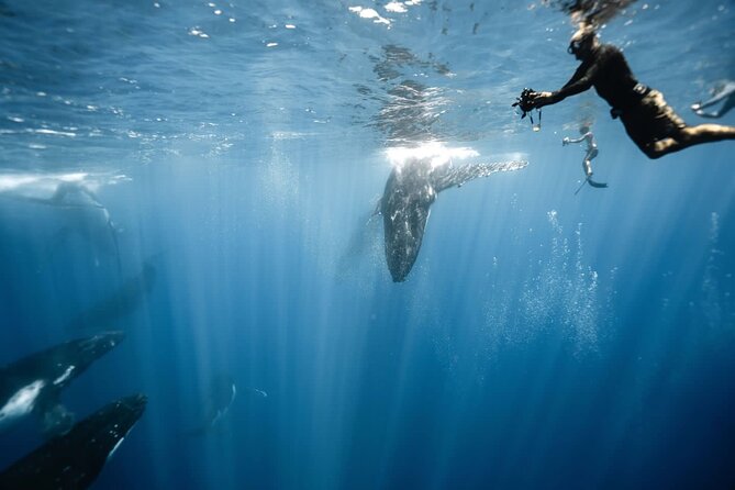 Sacred Experience Swimming with a Whale in Moorea - Key highlights you will care about
