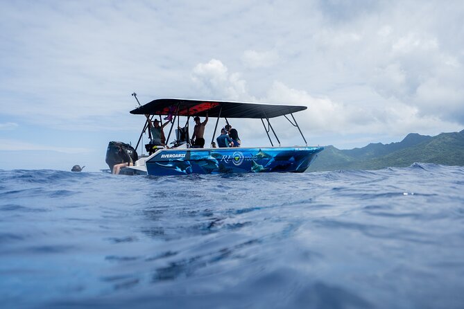 Sacred Experience Swimming with a Whale in Moorea - What in-water encounters look like