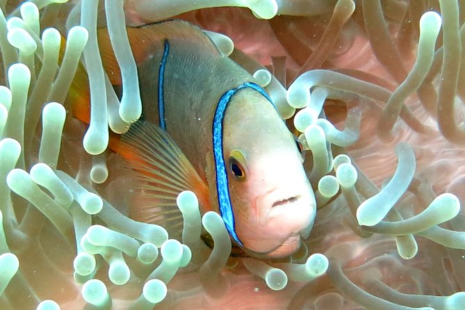 Sea Scooter Jet Snorkeling "Moorea Dream Adventure" - Who This Tour Suits Best, and Who Might Want a Different Plan