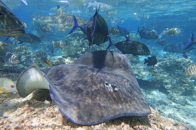 Sea Scooter Jet snorkeling "Moorea Reef Adventure" - Your 2:00 pm Reef Adventure: How the Timing Works