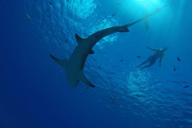 SHARED HALF DAY LAGOON TOUR - Bora Bora Cultural Lagoon Tour - What You Get in the Water: Rays, Coral Fish, and Shark Encounters