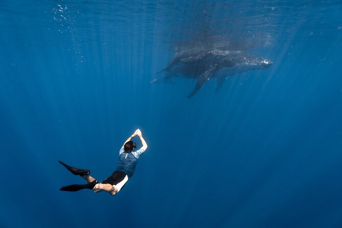 Shared Whale Expedition - Key things to know before you go