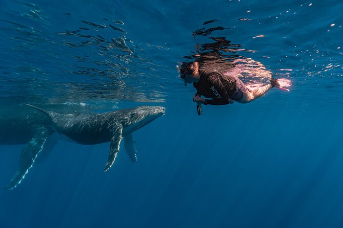 Shared Whale Expedition - Whale watching first, swim second (when conditions allow)