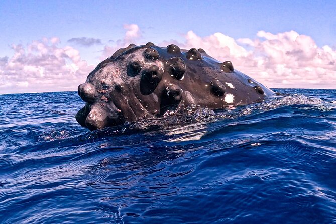 Shared Whale Expedition - What swimming with humpbacks takes from you