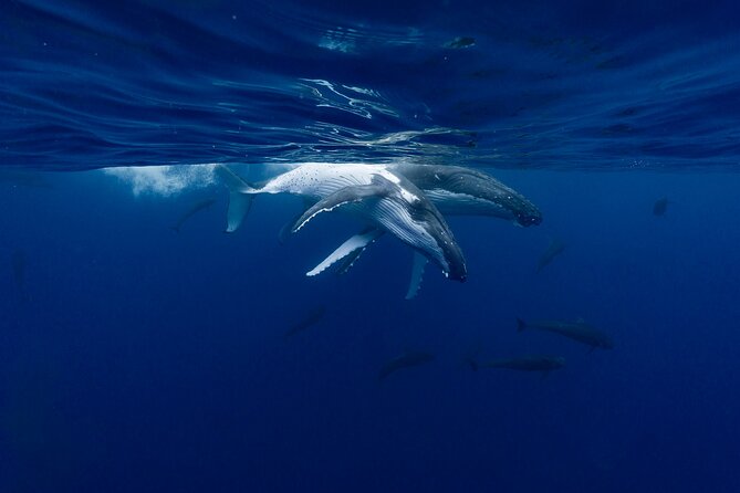 Shared Whale Expedition - Other marine animals you may see on the same outing