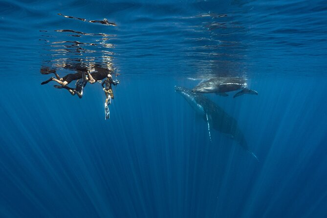Shared Whale Expedition - Inutai boat comfort and why small groups matter