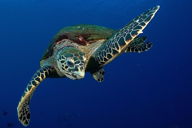 Small group snorkeling (5 people max): Turtles at 7:30am - Why The Source Turtle Spot Works Best at 7:30am