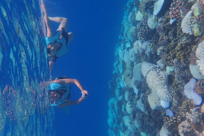 Small group snorkeling (5 people max): Turtles at 7:30am - Included Gear Plus Photos Emailed the Same Day