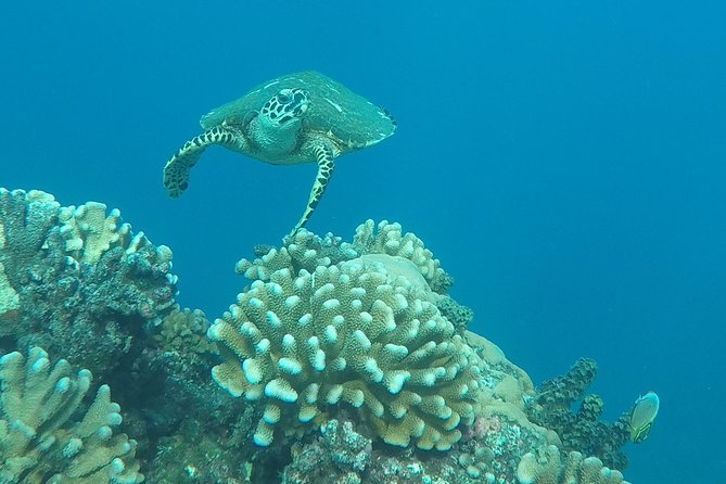 Small group snorkeling (5 people max): Turtles at 7:30am - Price and Value: Is $104.65 Worth It?