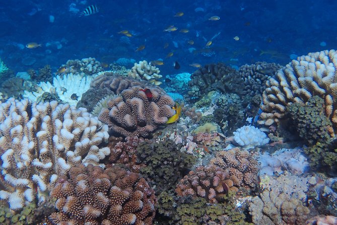 Small group snorkeling (5 people max): Turtles at 7:30am - Weather Reality in French Polynesia, and What to Bring