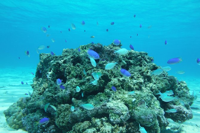Small group snorkeling (5 people max): wrecks & tropical fishes at 1:00pm - Getting There From Puna’auia and What the 10-Minute Cruise Feels Like