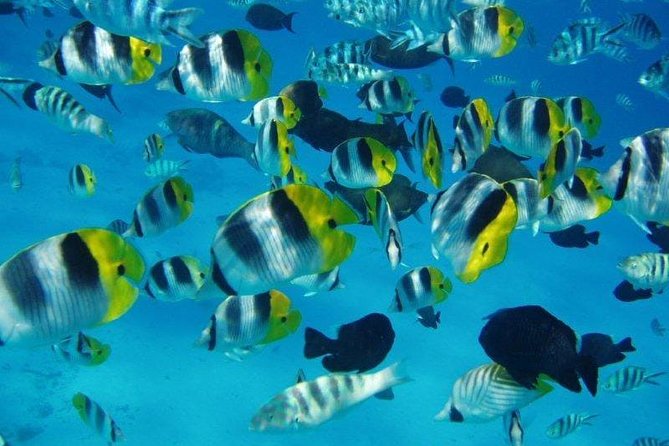 Small group snorkeling (5 people max): wrecks & tropical fishes at 10:30am - The photos after: why the emailed souvenirs feel like good value