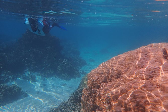 Small group snorkeling (5 people max): wrecks & tropical fishes at 10:30am - Price and value at about $99.67 per person