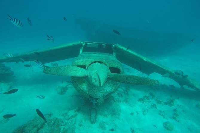 Small group snorkeling (5 people max): wrecks & tropical fishes at 10:30am - Who should book this wreck and reef snorkeling trip