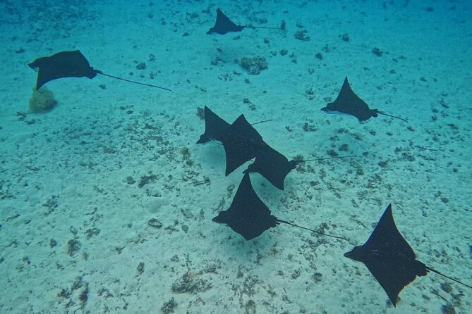 Snorkeling EN Small Group Tour in Tahiti - The Real Reason This Tahiti Snorkeling Tour Feels Worth Your Time