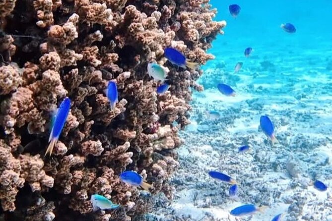Snorkeling EN Small Group Tour in Tahiti - Stop 4: Near Papeete Marina, Coral Garden and Wrecks for a Different Underwater Feel