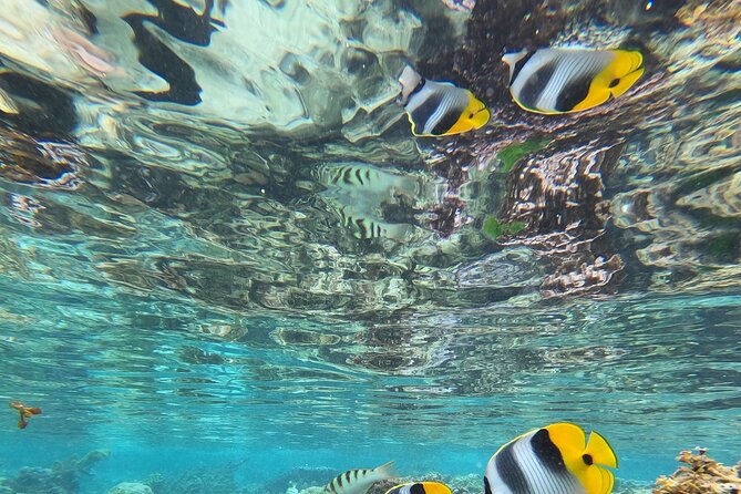 Snorkeling EN Small Group Tour in Tahiti - The Crew, the Briefing, and Why You’ll Feel Taken Care Of