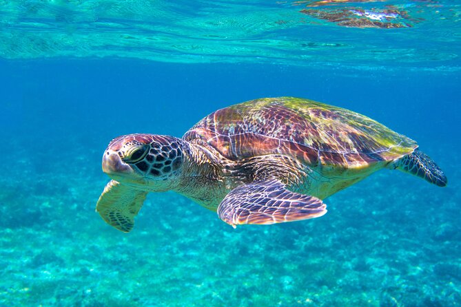 Snorkeling EN Underwater Scooter in Tahiti - Why This Tahiti Snorkel Tour Uses an Underwater Scooter