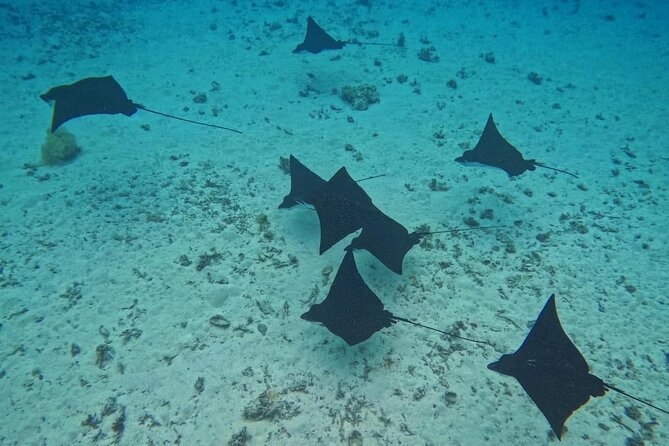 Snorkeling EN Underwater Scooter in Tahiti - Wildlife Highlights in the Tahitian Lagoon