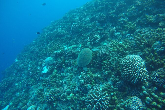 Snorkeling EN Underwater Scooter in Tahiti - Price and Value: Does $168.83 Make Sense for 3 Hours?