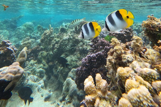 Snorkeling EN Underwater Scooter in Tahiti - Who Should Book This (and Who Should Think Twice)