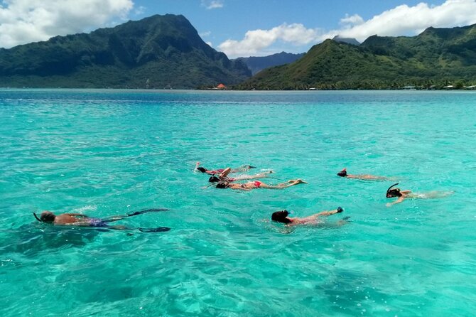 Snorkeling excursion and encounter with marine fauna in Moorea - Marine fauna encounters you can realistically hope for