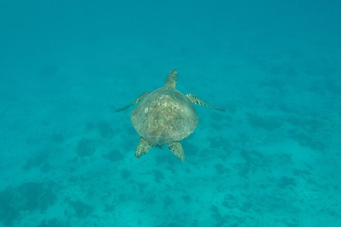 Snorkeling excursion and encounter with marine fauna in Moorea - Guides, captains, and that “energy” that makes the day run right