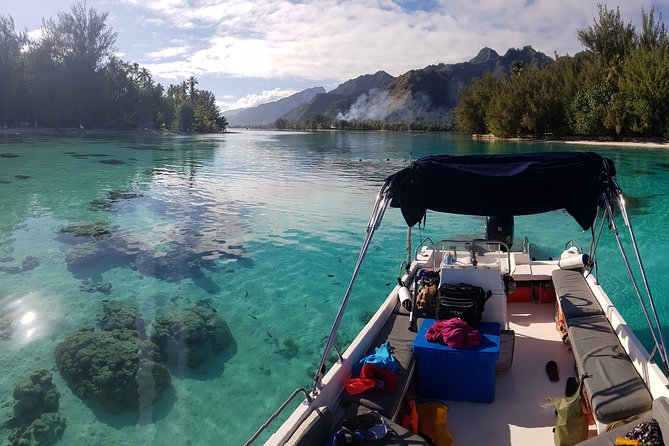 Snorkeling excursion, discovery of the lagoon, small group. - A 6-Person Moorea Lagoon Snorkeling Tour With Alex