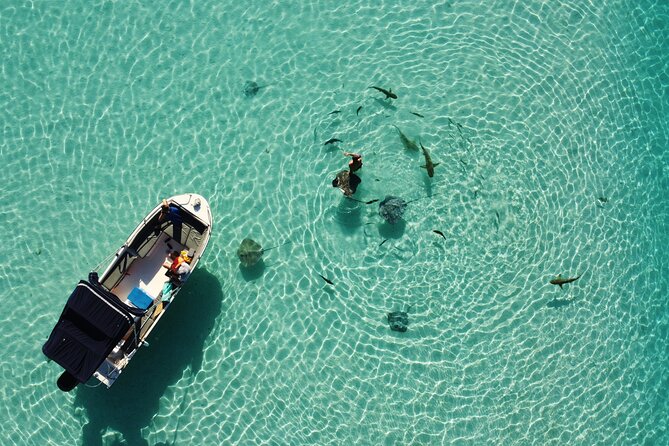 Snorkeling excursion, discovery of the lagoon, small group. - How the 4 Hours Glide Across West and North Moorea