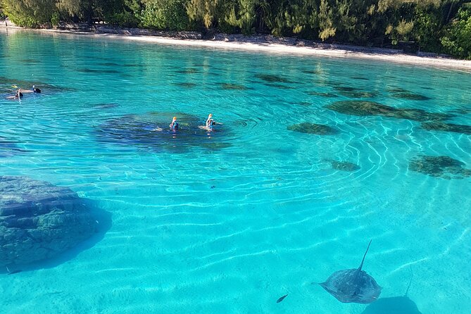 Snorkeling excursion, discovery of the lagoon, small group. - Is $118.46 a Good Value for Moorea Snorkeling?