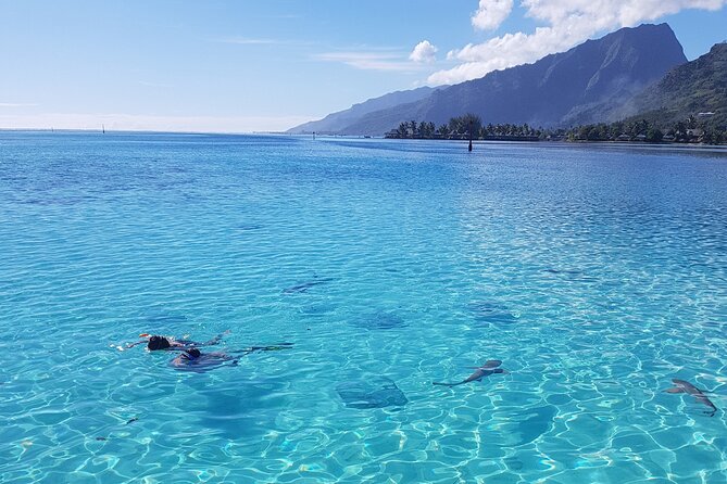 Snorkeling excursion, discovery of the lagoon, small group. - What You’ll See: Sharks, Rays, Turtles, and Reef Coral