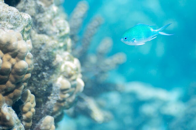 Snorkeling immersion in the wonders of Tahiti - Meeting at InterContinental Tahiti, then gearing up