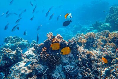 Small group snorkeling (5 people max): wrecks & tropical fishes at 1:00pm