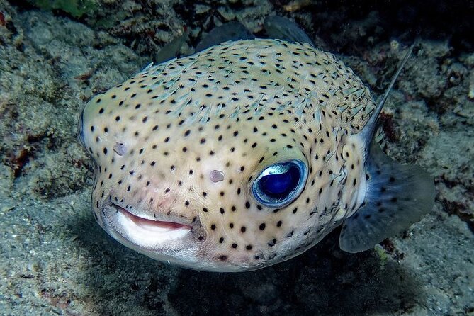Snorkeling immersion in the wonders of Tahiti - Guides who keep you safe and help you stay together