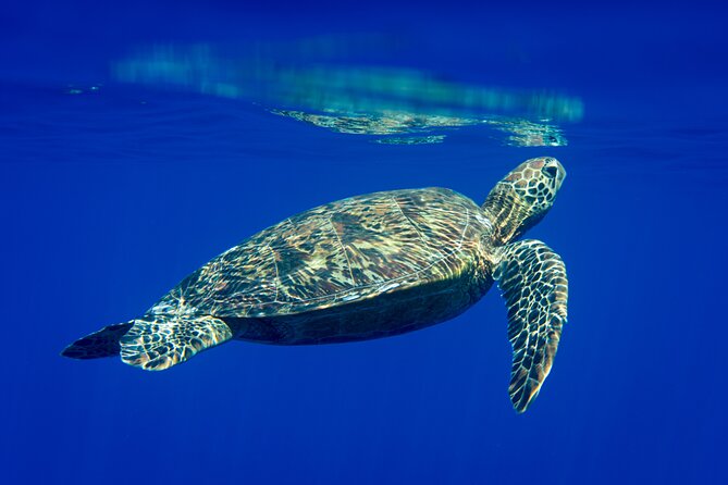 Snorkeling picnic in 4h30 with lunch in Tahiti - Key things to know before you go