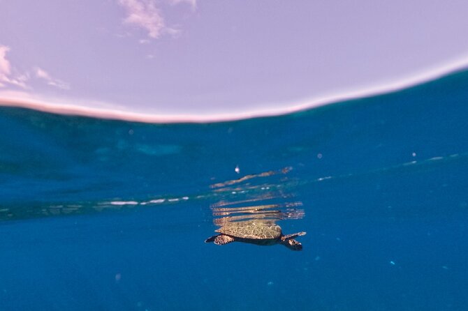 Snorkeling picnic in 4h30 with lunch in Tahiti - Dolphins first: why starting this way sets the tone