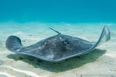 Small group snorkeling (5 people max): wrecks & tropical fishes at 10:30am