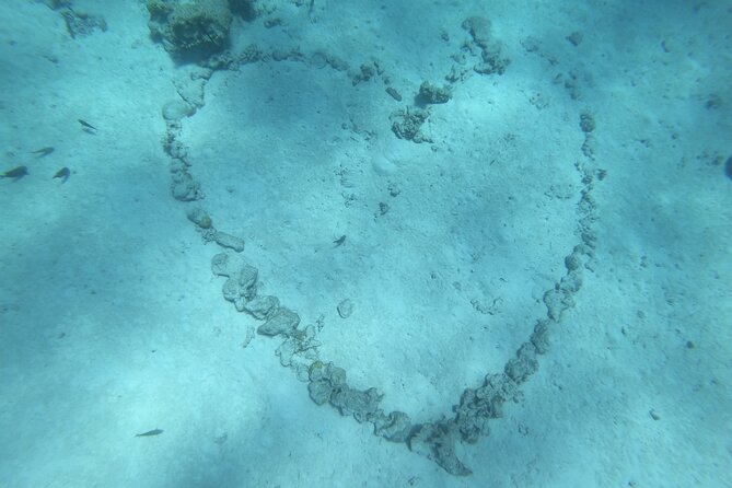 Snorkeling picnic in 4h30 with lunch in Tahiti - Snorkel Stop 2 with freshwater springs, coral garden, and turtle time