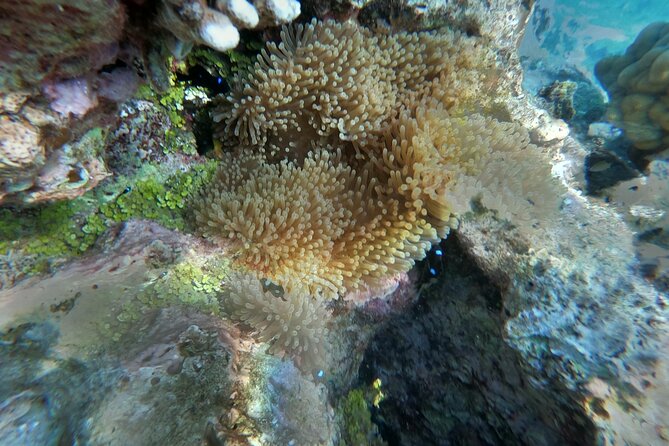 Snorkeling picnic in 4h30 with lunch in Tahiti - Sandbank finale: sting rays at your feet and a real Polynesian meal