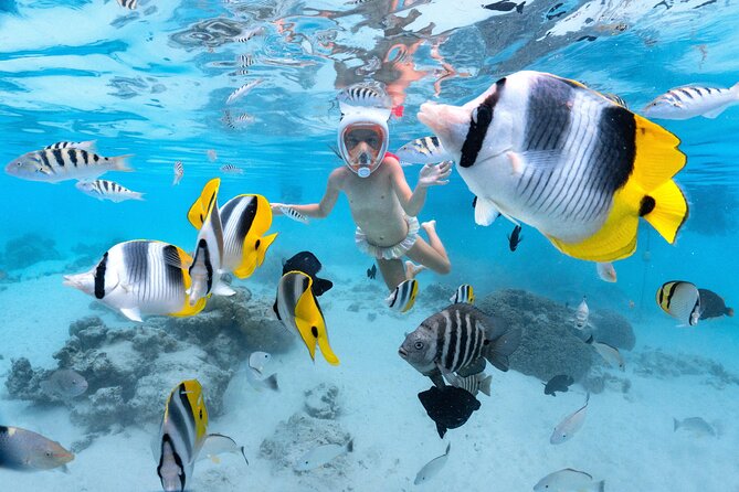 Snorkeling Safari Moorea (Half Day Tour) - A Half-Day Moorea Safari Built Around Real Wildlife Time