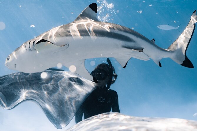Snorkeling Safari Moorea (Half Day Tour) - Dolphin Viewing and the Start of the Wildlife Story