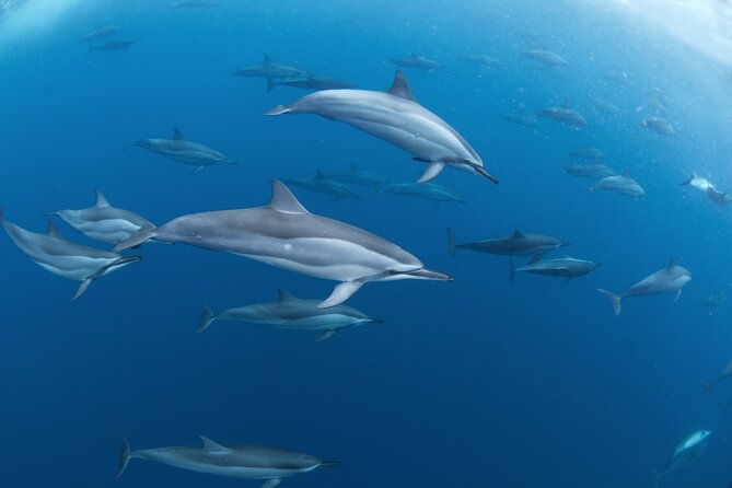 Snorkeling Safari Moorea (Half Day Tour) - The Coral Garden Snorkel: Fun Even Without Perfect Sightings