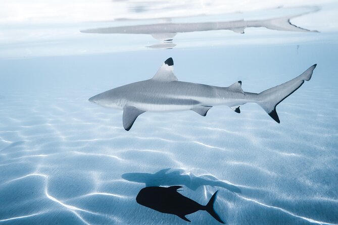 Snorkeling Safari Moorea (Half Day Tour) - Sea Turtles, Stingrays, and Blacktip Reef Sharks on the Sandbar