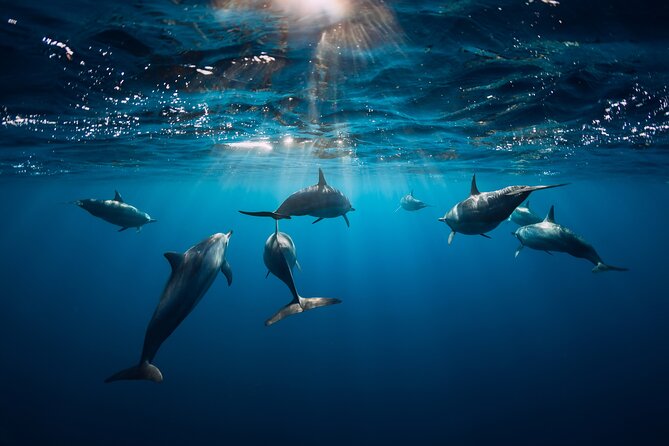 Snorkeling Safari Moorea (Half Day Tour) - Duration, Timing, and Weather Reality