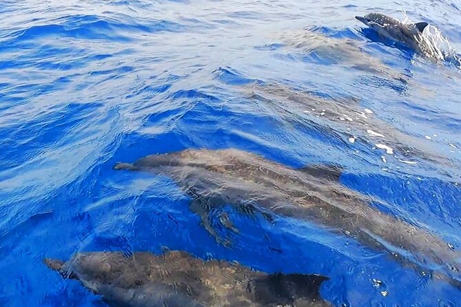 Snorkeling Tour in Moorea Aquatic Adventure Half Day - Why the Small Group Size Changes the Whole Experience