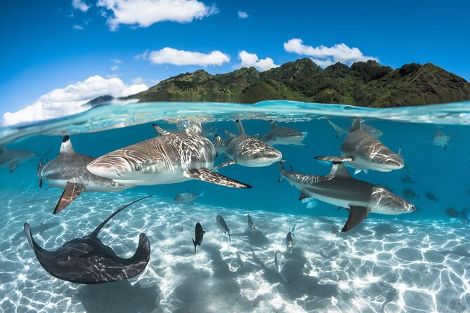 Snorkeling Tour in Moorea Aquatic Adventure Half Day - Price of $182.20: Does This Half-Day Feel Like Value?