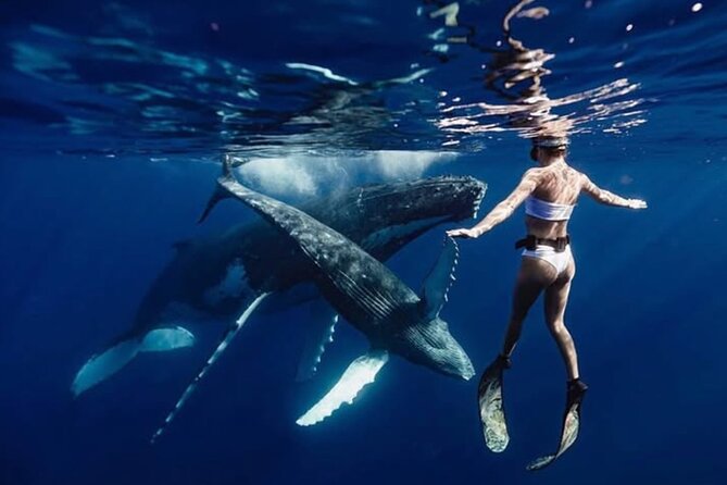 Swim in Moorea with Humpback Whales and More - Key highlights you should know before you go