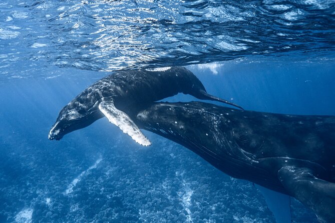 Swim in Moorea with Humpback Whales and More - Why Moorea lets you snorkel with humpback whales